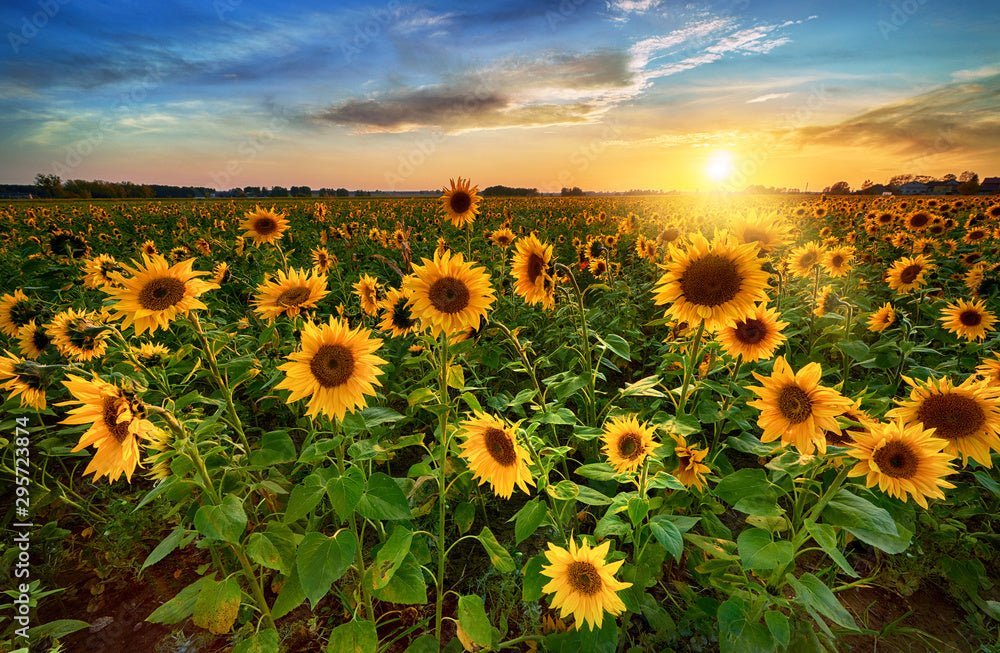 5 Ways to Style Sunflower Earrings This Fall + Why They Make the Perfect Gift